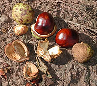 Conkers