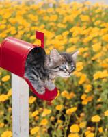 Cat in mailbox