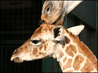 Longleat Safari - Giraffe