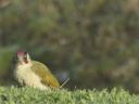 Green Woodpecker