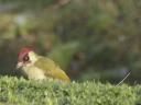 Green Woodpecker