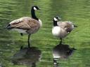 Canadian Geese